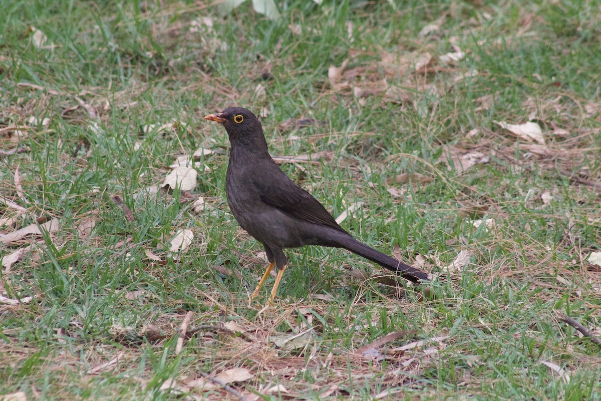 Great Thrush - ML620386383