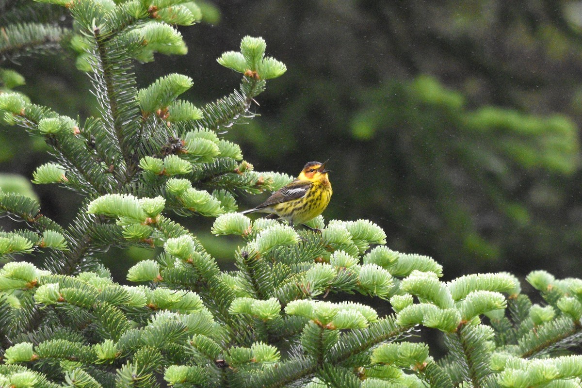 Cape May Warbler - ML620386389