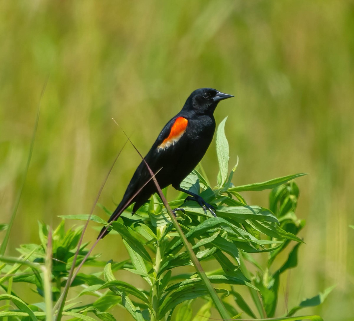 Red-winged Blackbird - ML620386395