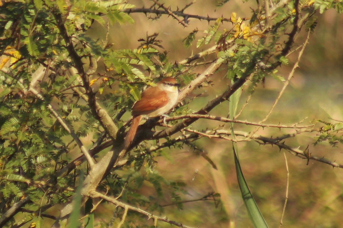 Yellow-chinned Spinetail - ML620386396