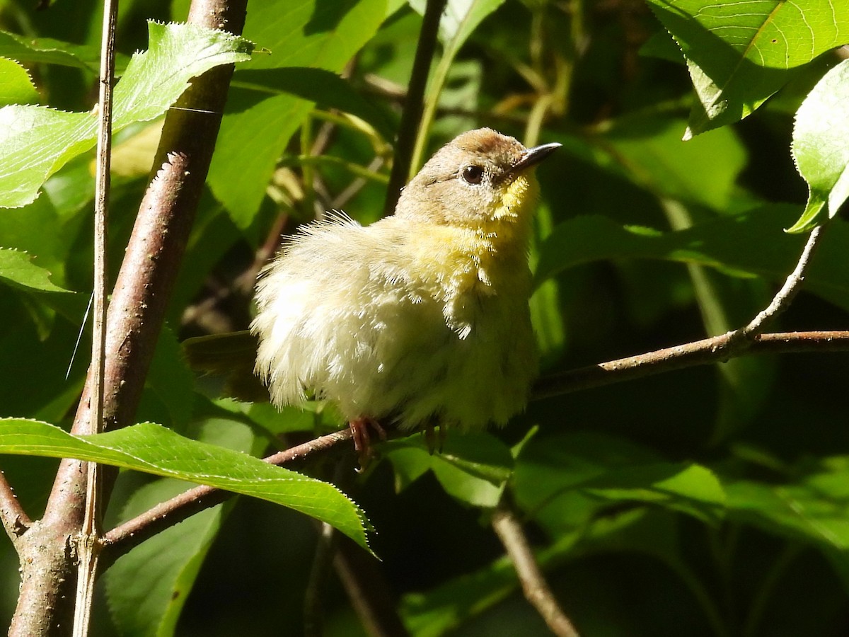 Common Yellowthroat - ML620386417