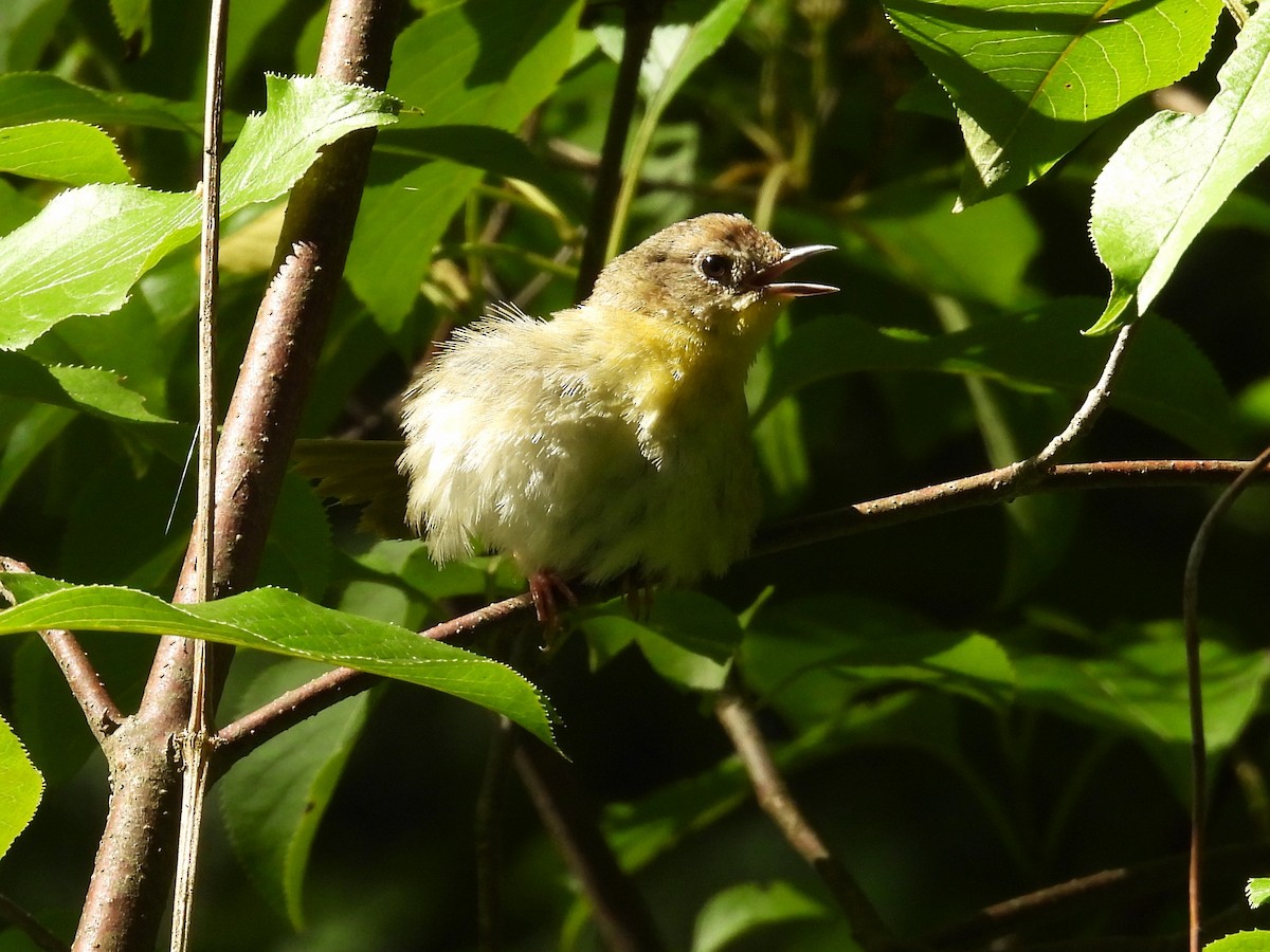 Common Yellowthroat - ML620386422