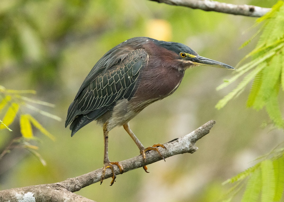 Green Heron - ML620386427