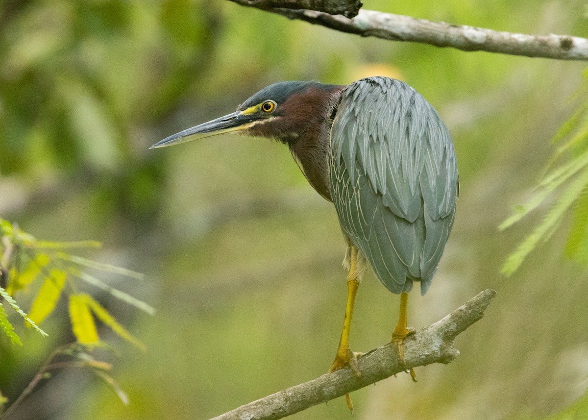 Green Heron - ML620386428