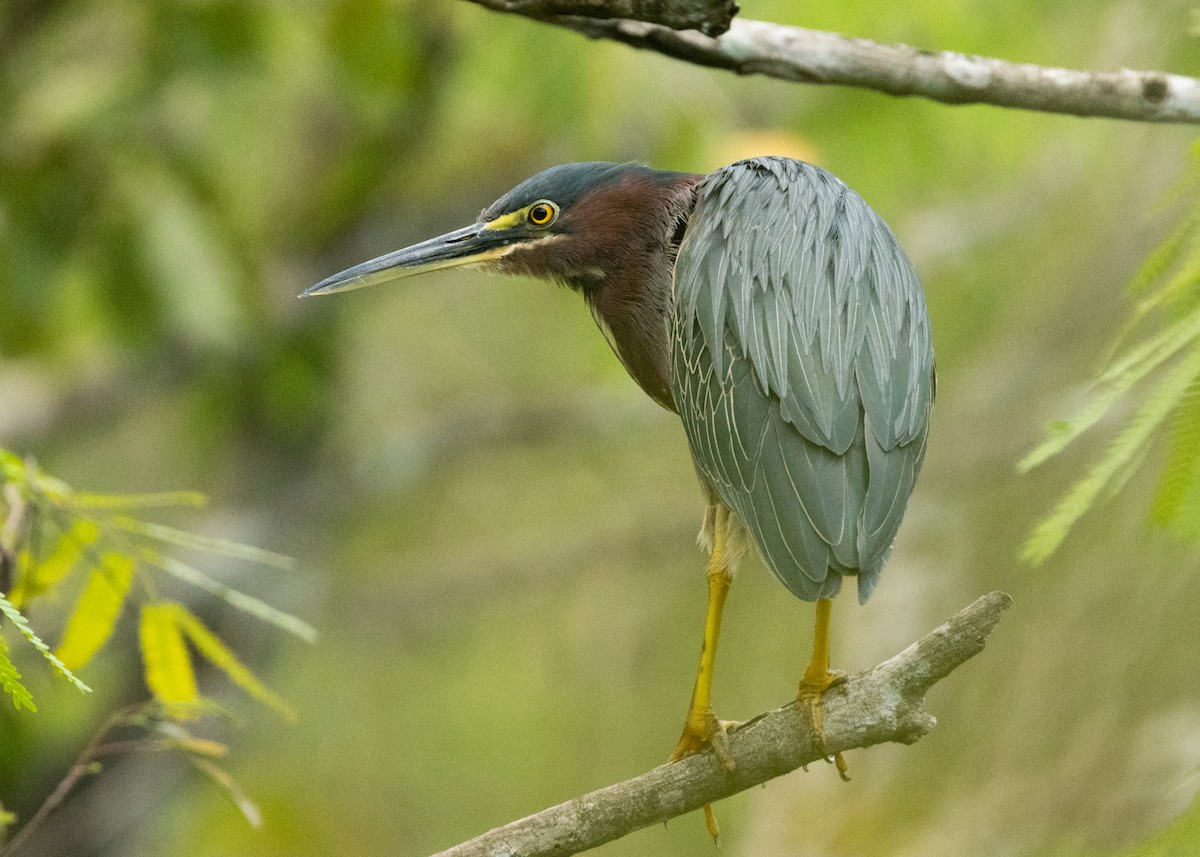 Green Heron - ML620386429