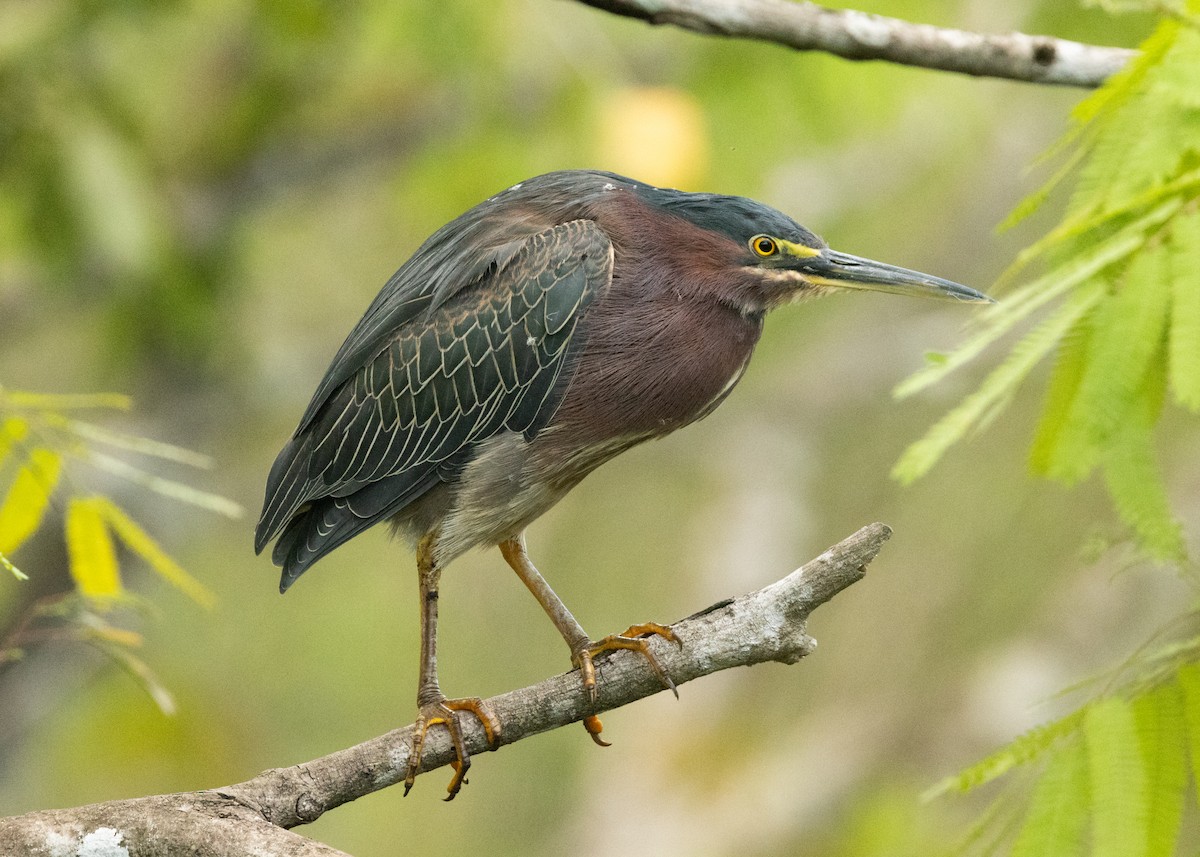 Green Heron - ML620386430