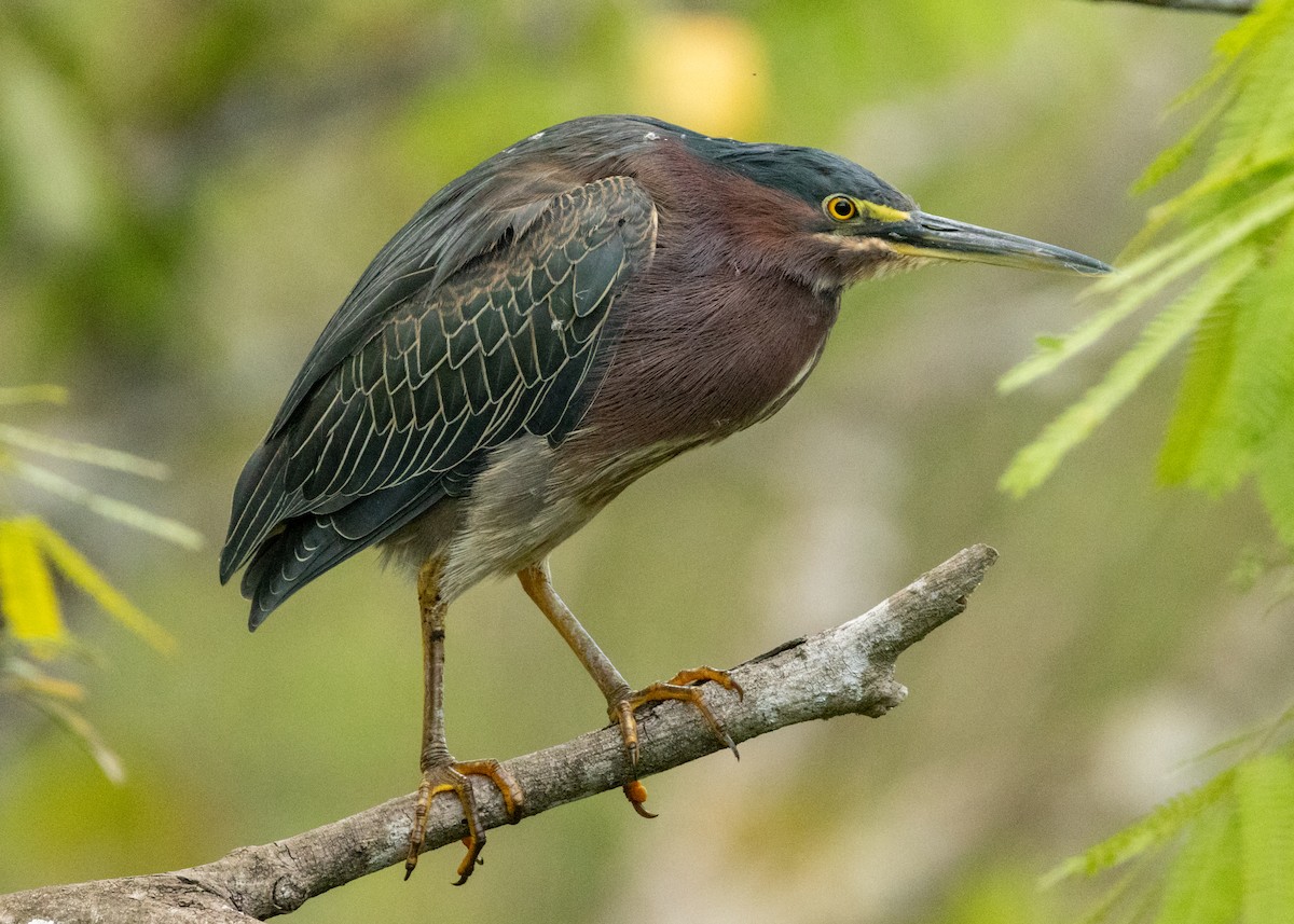 Green Heron - ML620386432