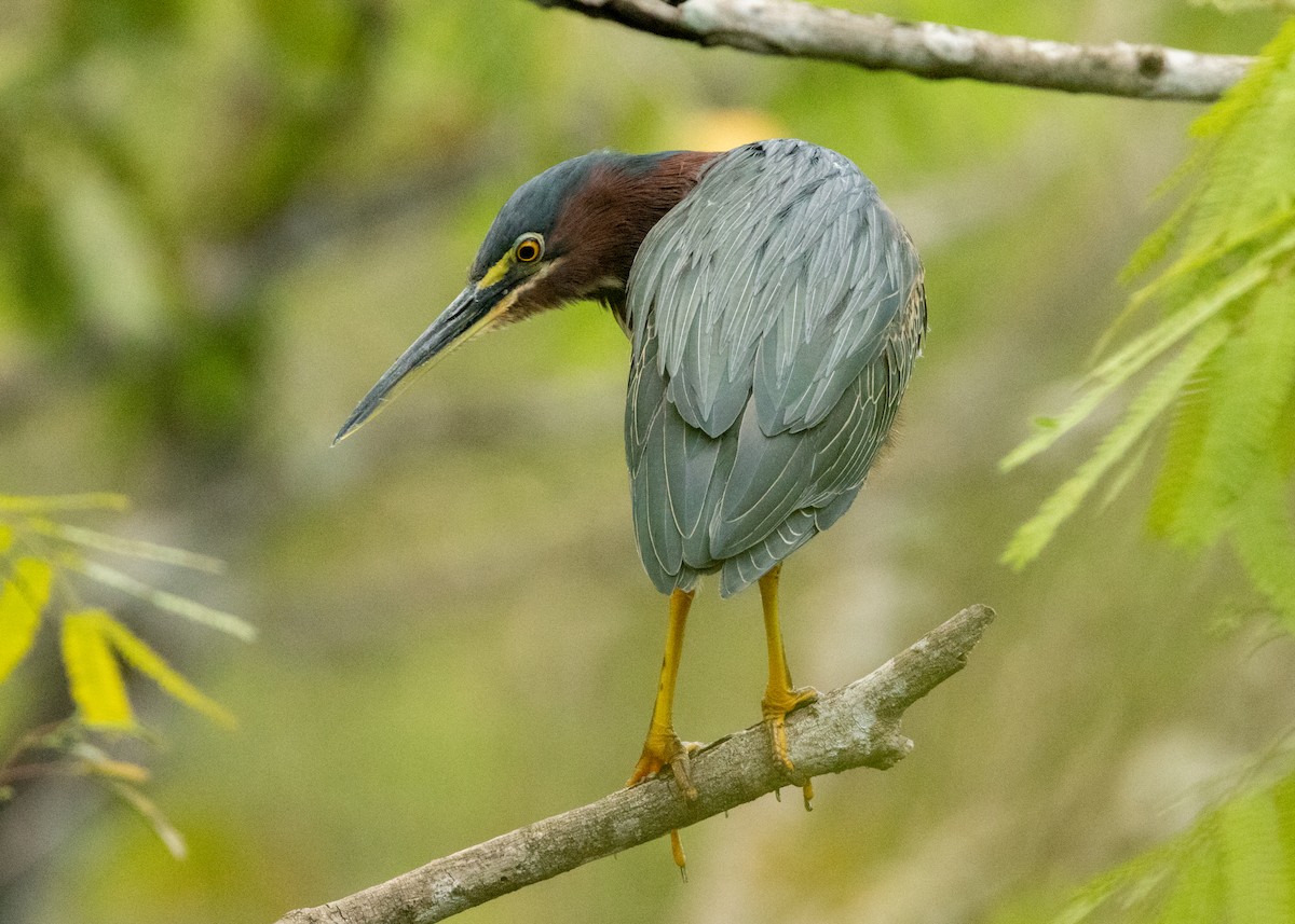 Green Heron - ML620386433