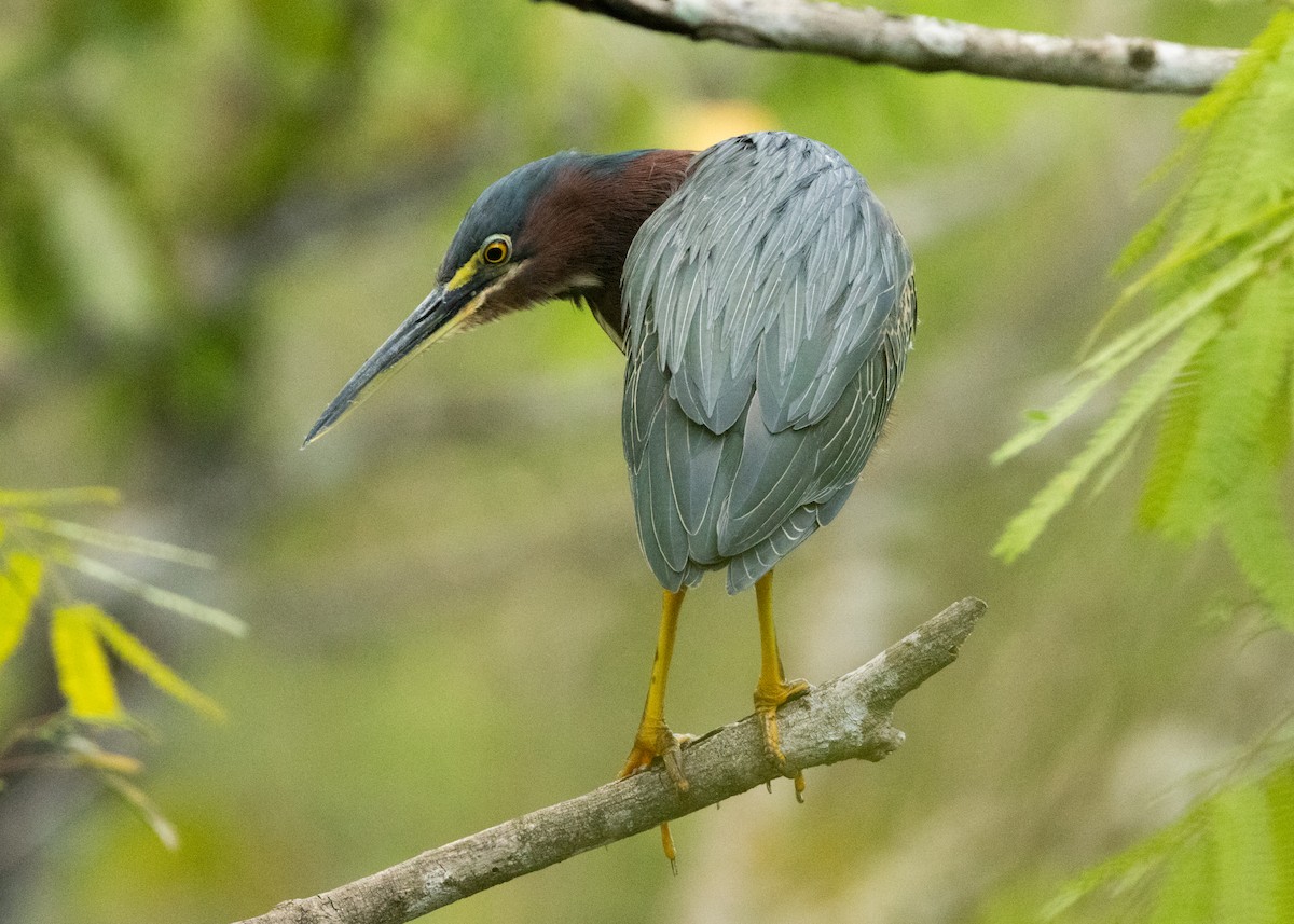 Green Heron - ML620386434