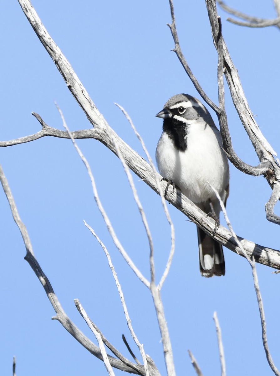 Black-throated Sparrow - ML620386439