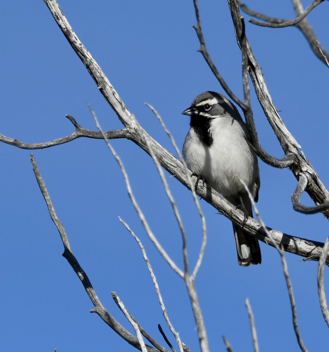 Black-throated Sparrow - ML620386440