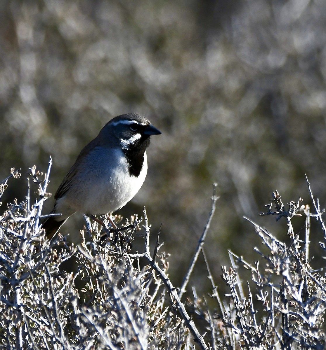 Black-throated Sparrow - ML620386441