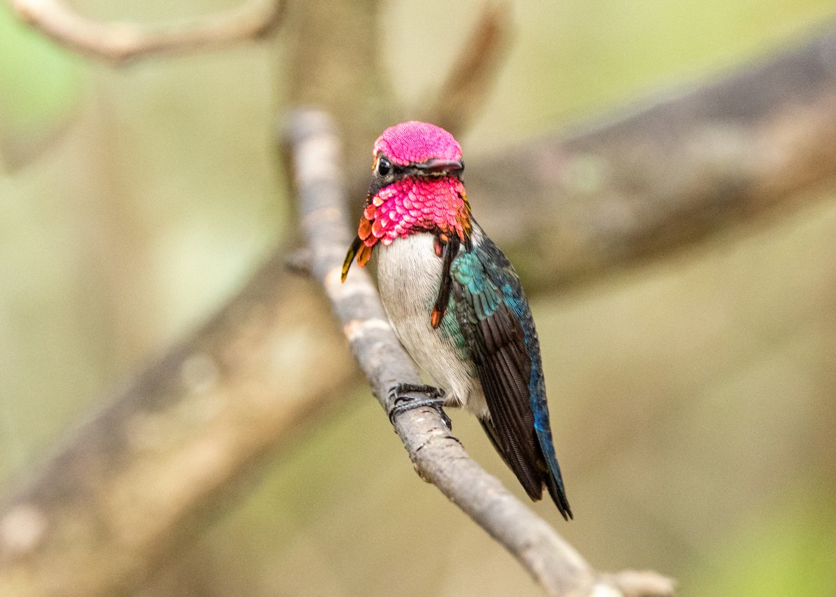 Bee Hummingbird - ML620386455