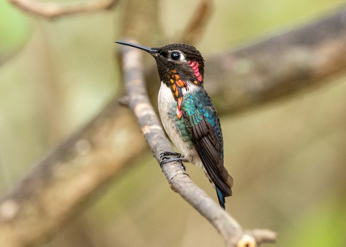 Bee Hummingbird - ML620386460