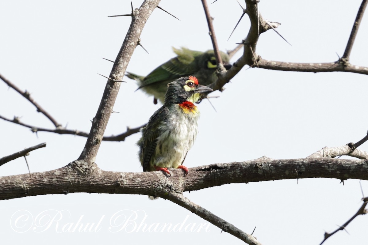 Coppersmith Barbet - ML620386461