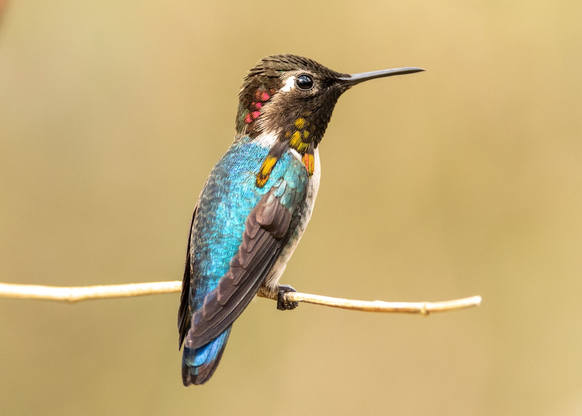 Bee Hummingbird - ML620386484