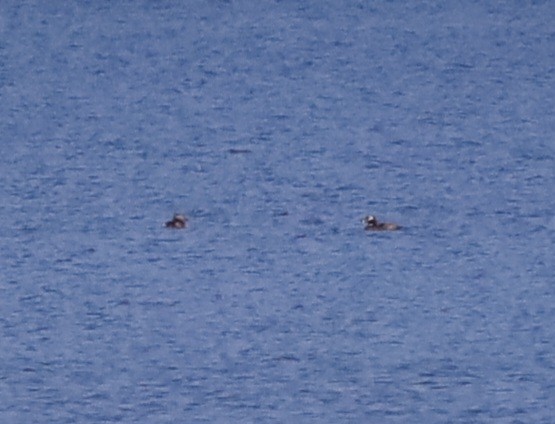 Long-tailed Duck - ML620386490