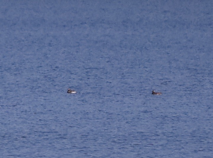 Long-tailed Duck - ML620386492