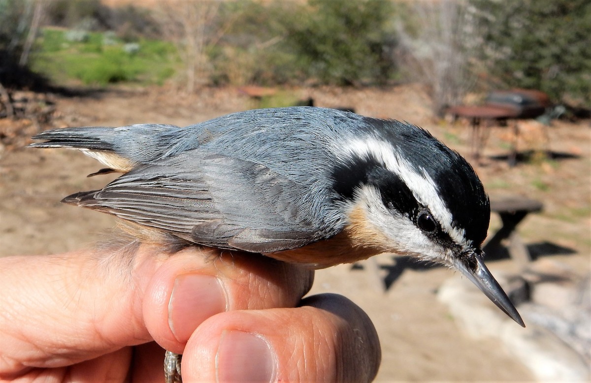 Red-breasted Nuthatch - ML620386494