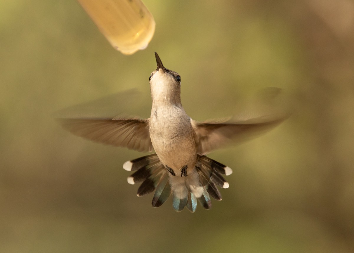 Bee Hummingbird - ML620386498