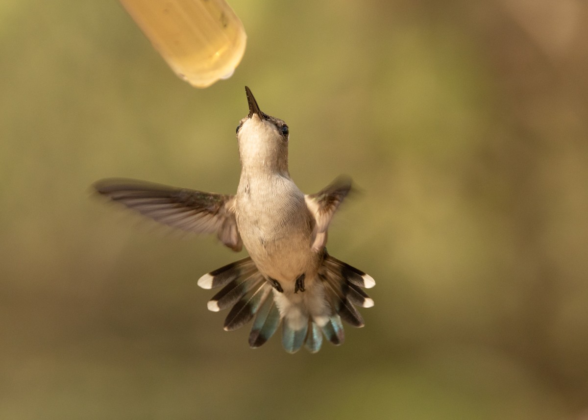 Bee Hummingbird - ML620386499