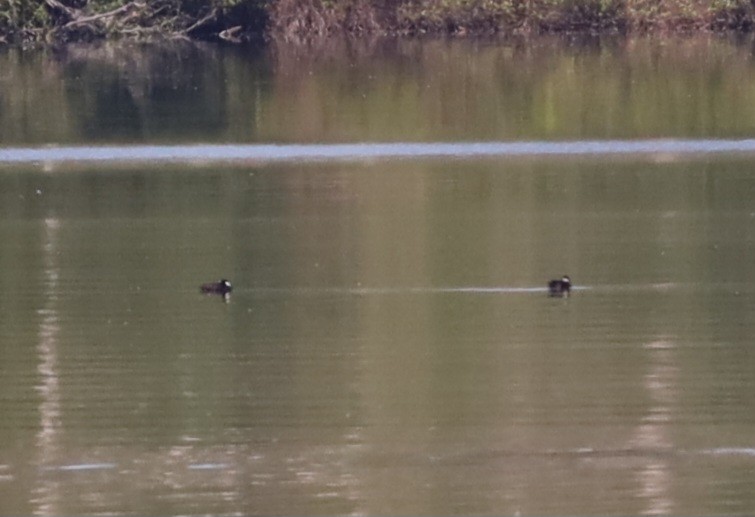 Ruddy Duck - ML620386501