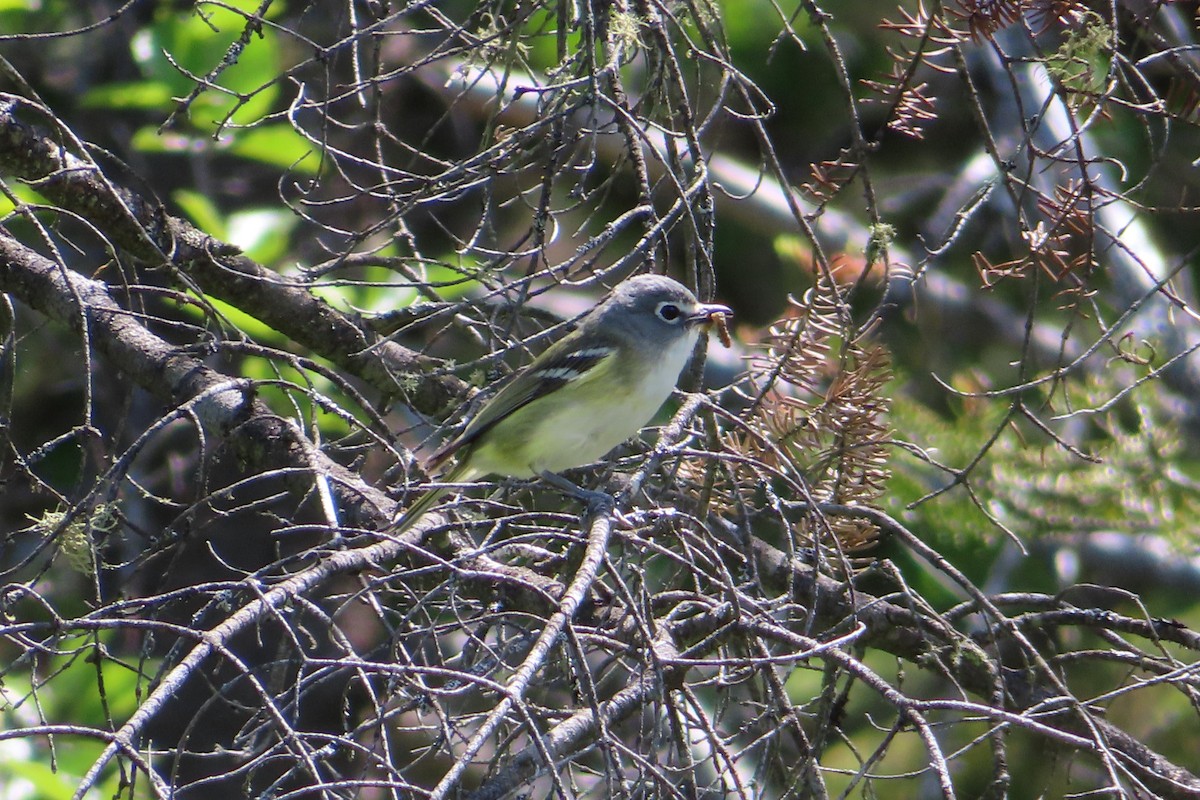 Vireo Solitario - ML620386503