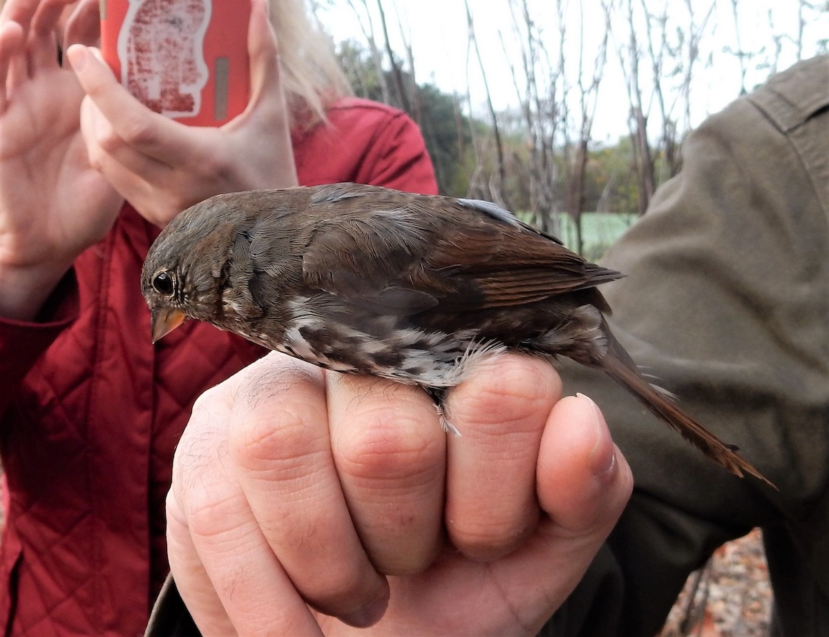 Fox Sparrow - ML620386505