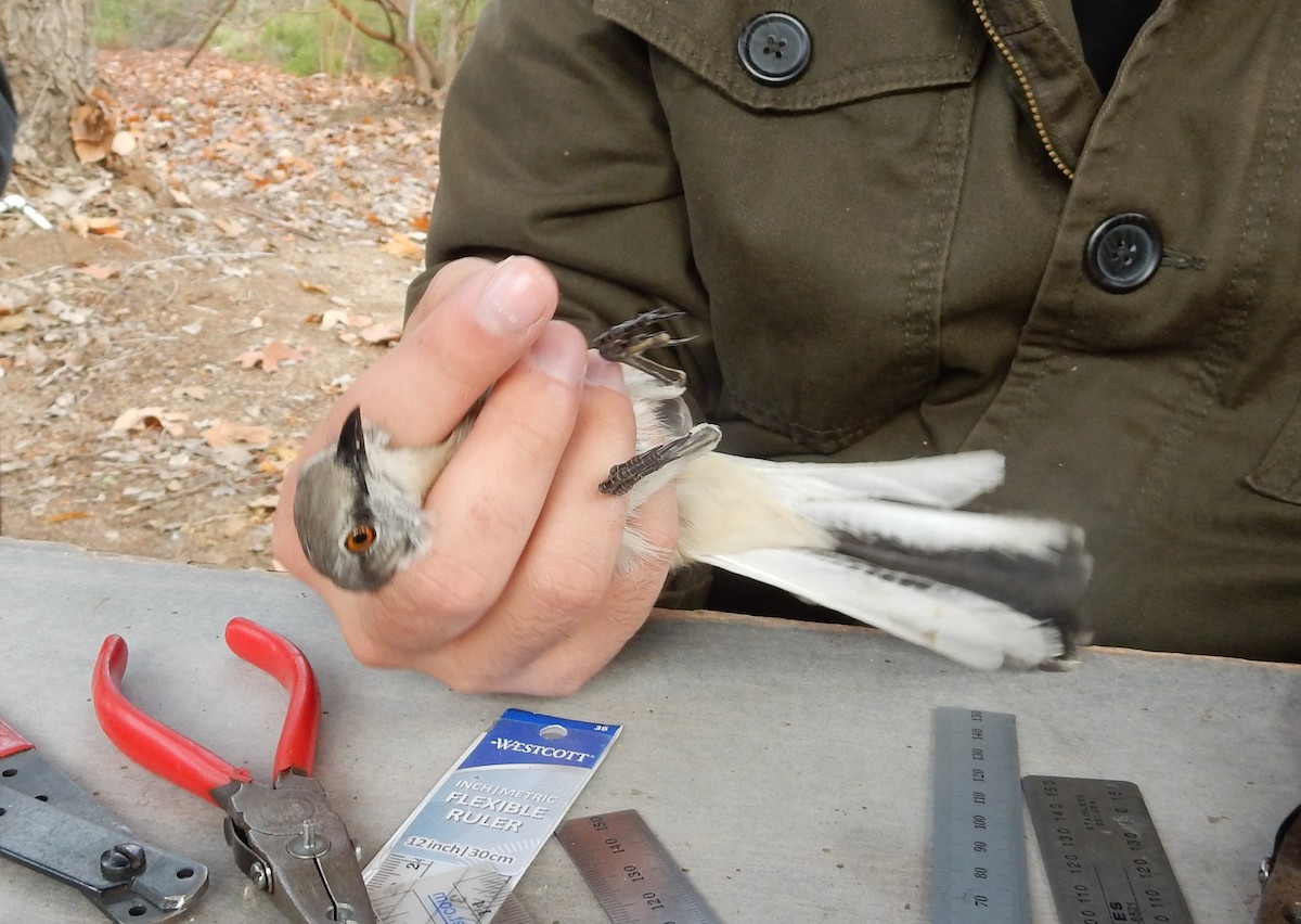 Northern Mockingbird - ML620386513