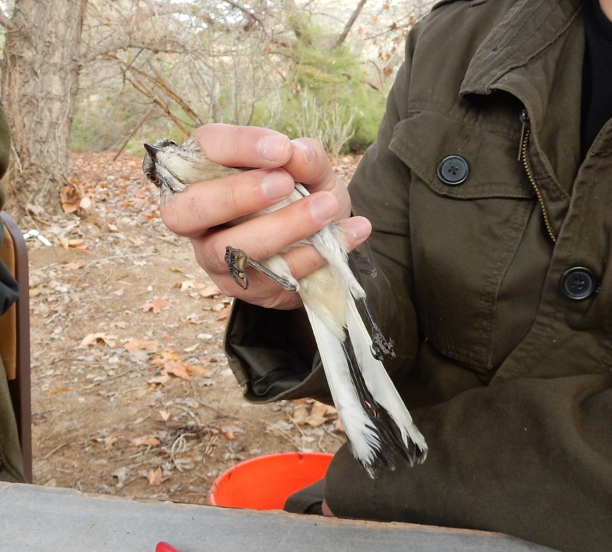 Northern Mockingbird - ML620386514