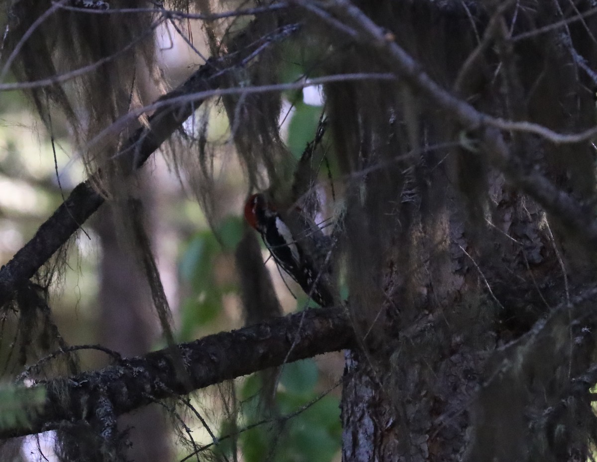 Sphyrapicus sp. - ML620386516