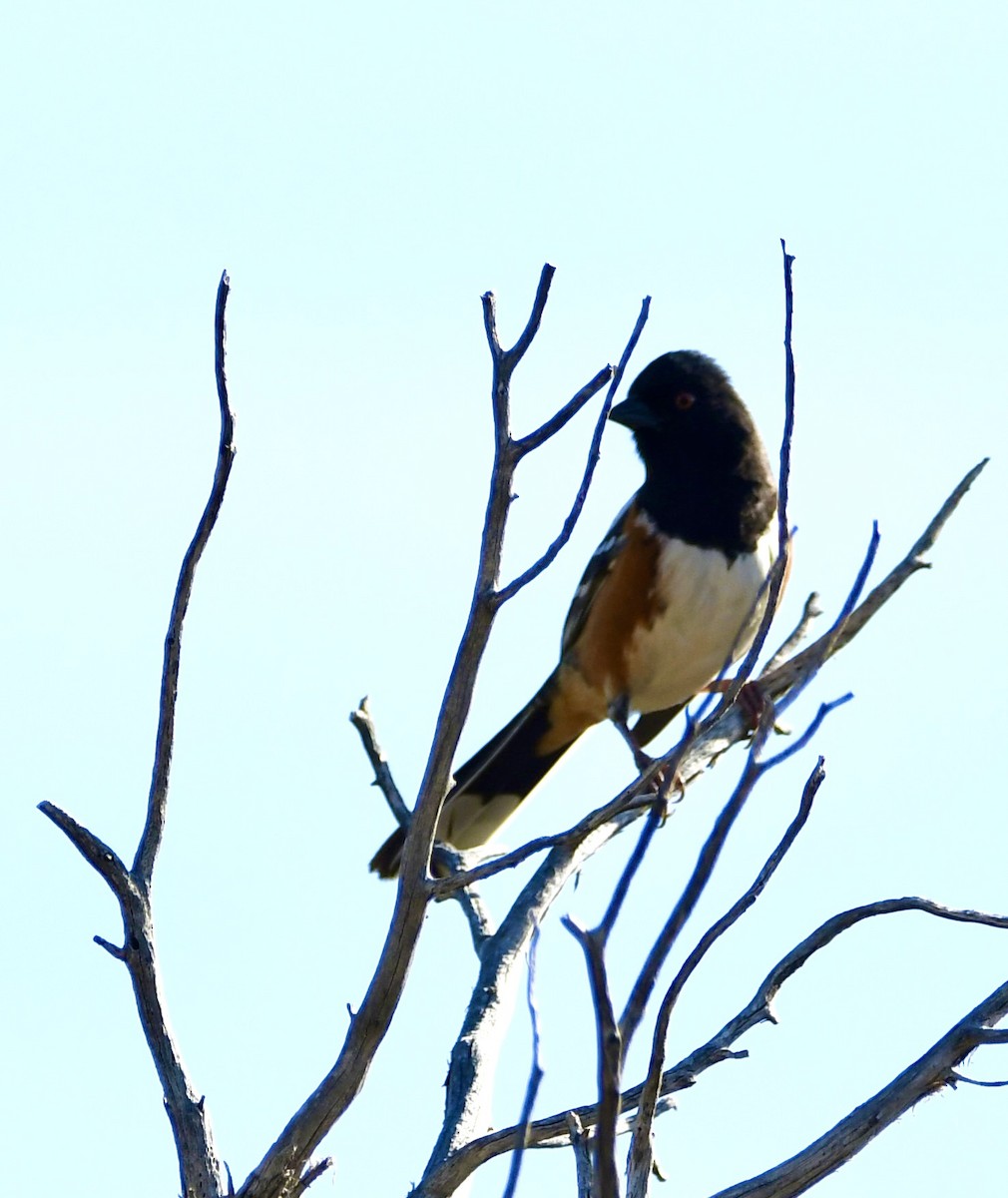 Spotted Towhee - ML620386519