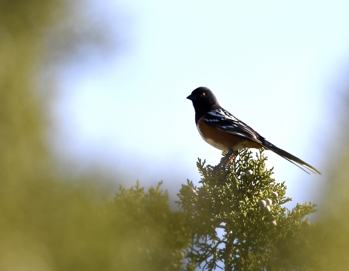 Spotted Towhee - ML620386521