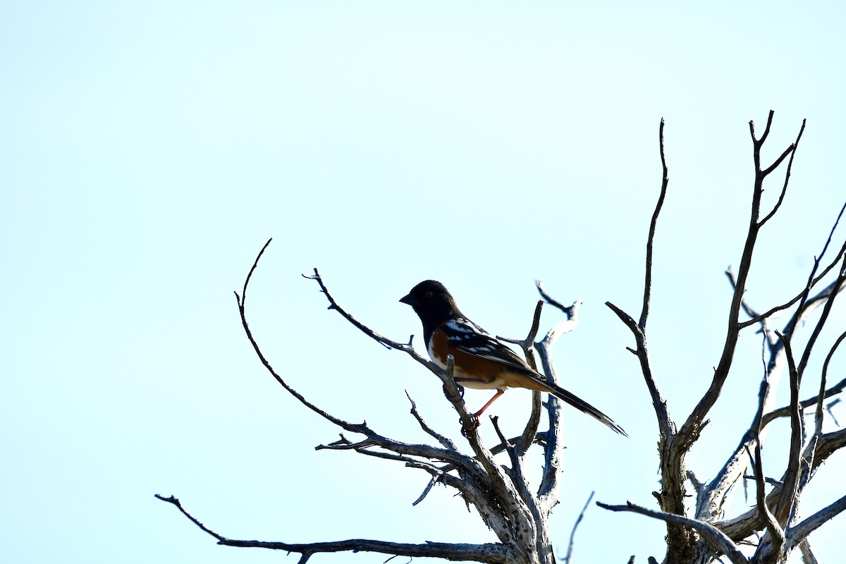 Spotted Towhee - ML620386522
