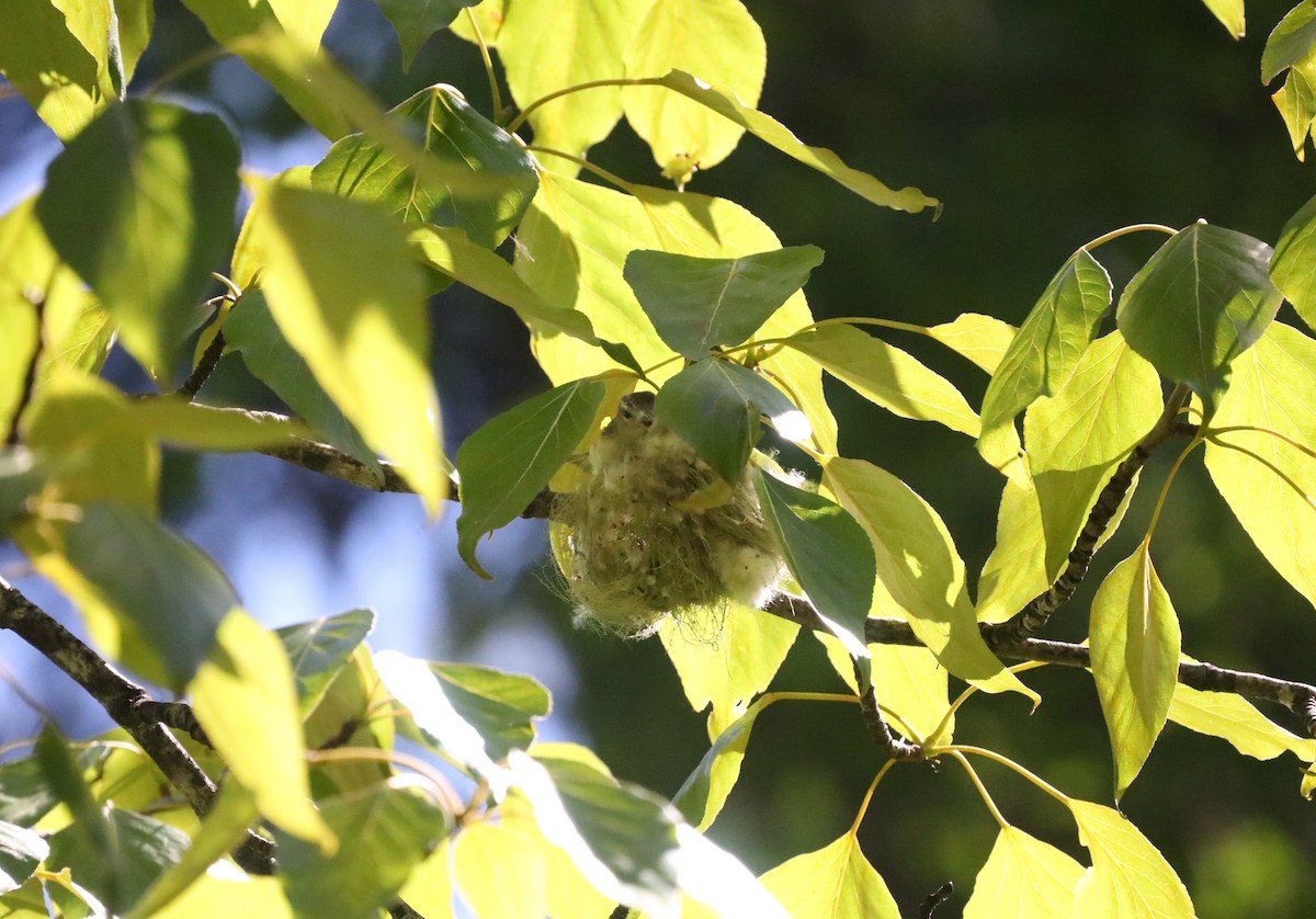 Warbling Vireo - ML620386525