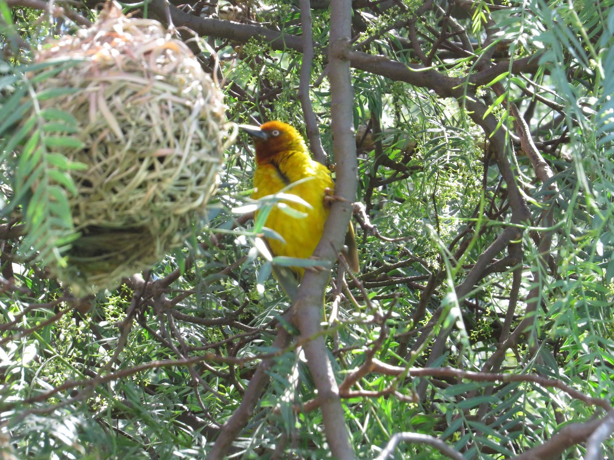 Cape Weaver - ML620386531