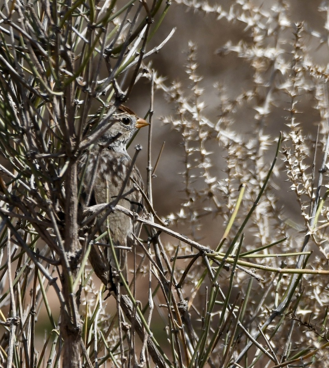 White-crowned Sparrow - ML620386540