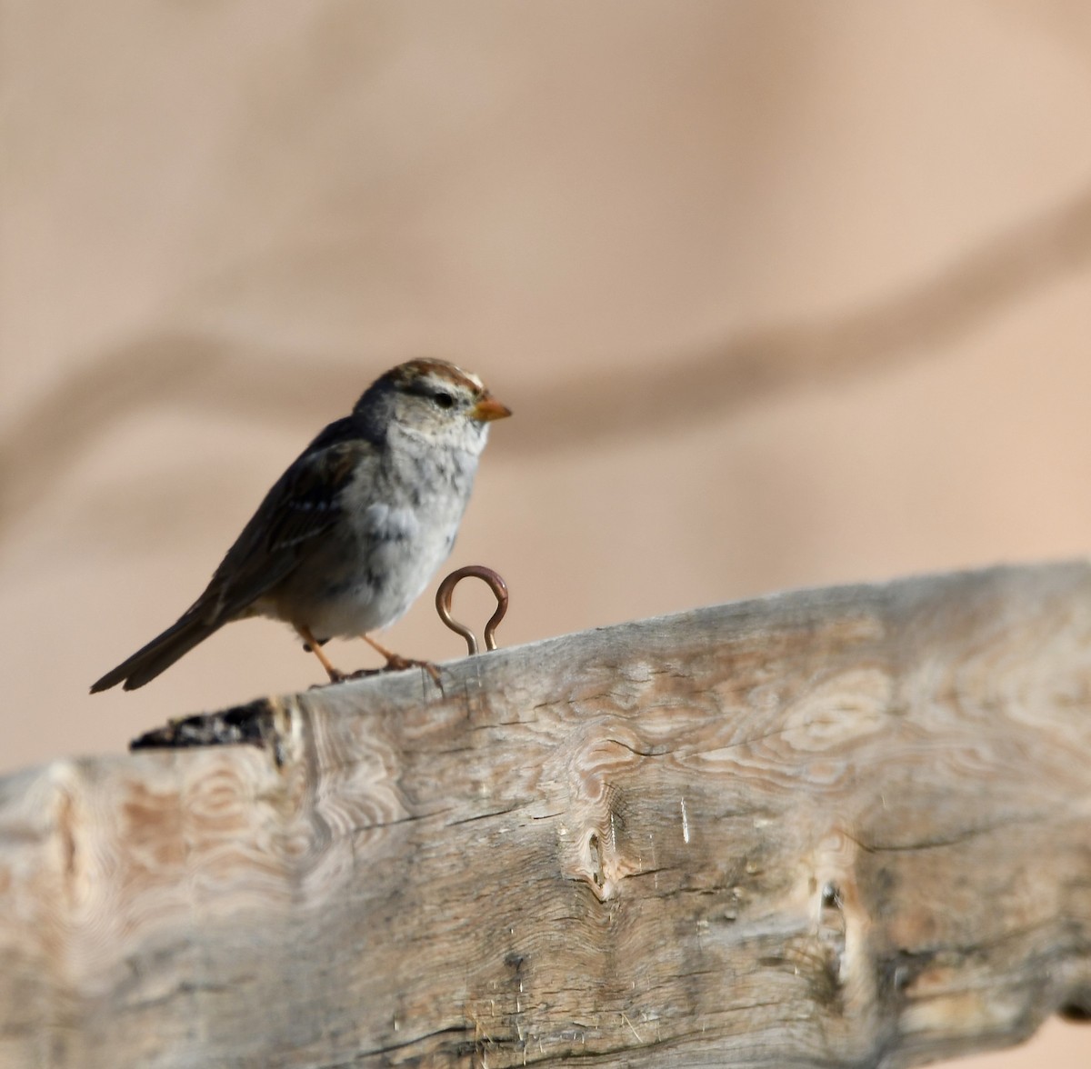 White-crowned Sparrow - ML620386541