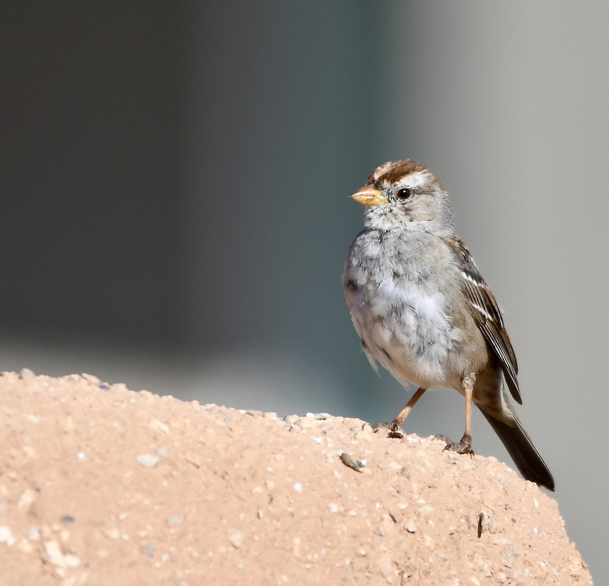 White-crowned Sparrow - ML620386542