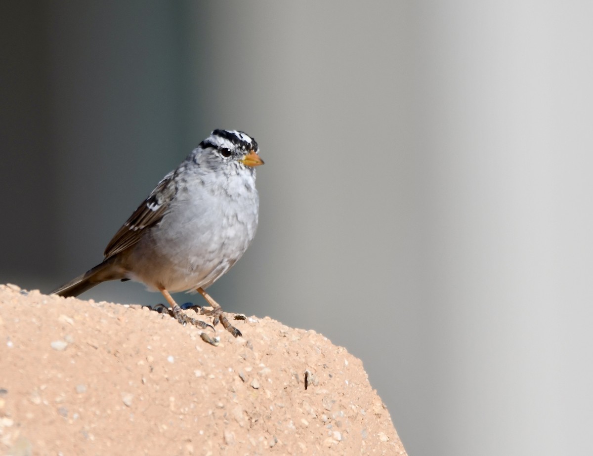 White-crowned Sparrow - ML620386543