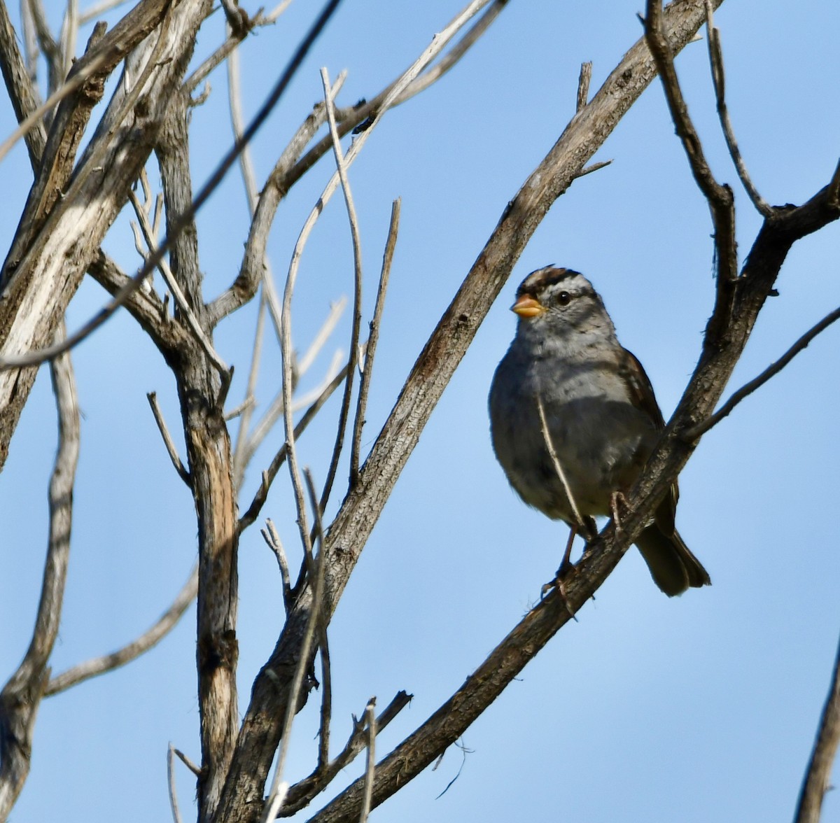 White-crowned Sparrow - ML620386544