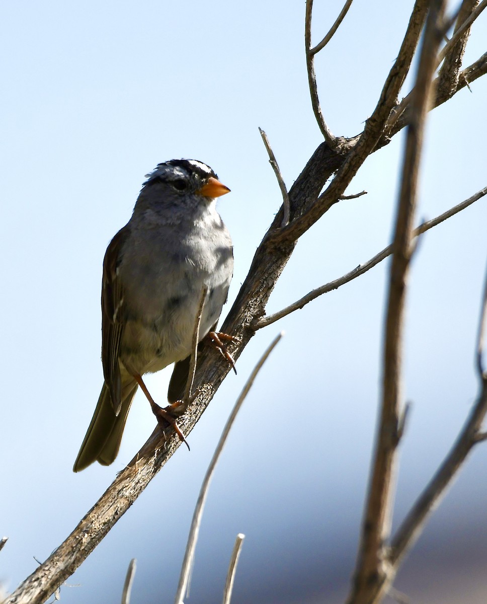 White-crowned Sparrow - ML620386545