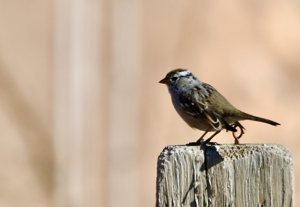 White-crowned Sparrow - ML620386546