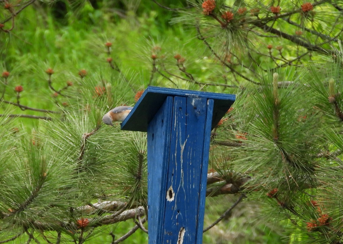 Eastern Bluebird - ML620386557