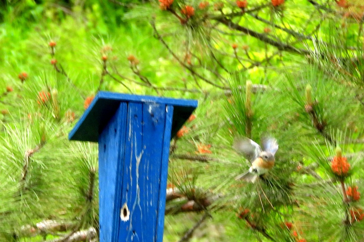 Eastern Bluebird - ML620386558