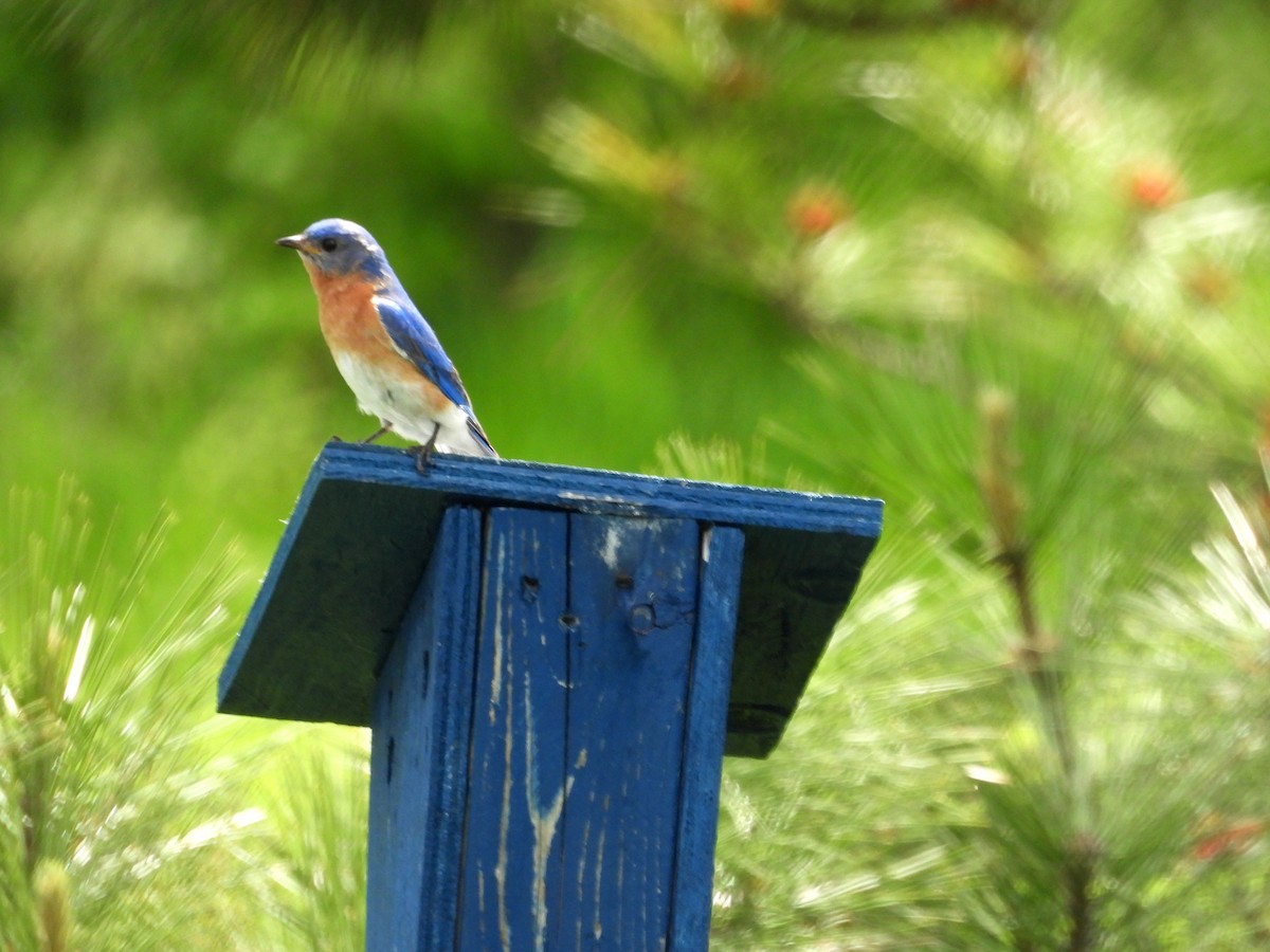 Eastern Bluebird - ML620386562