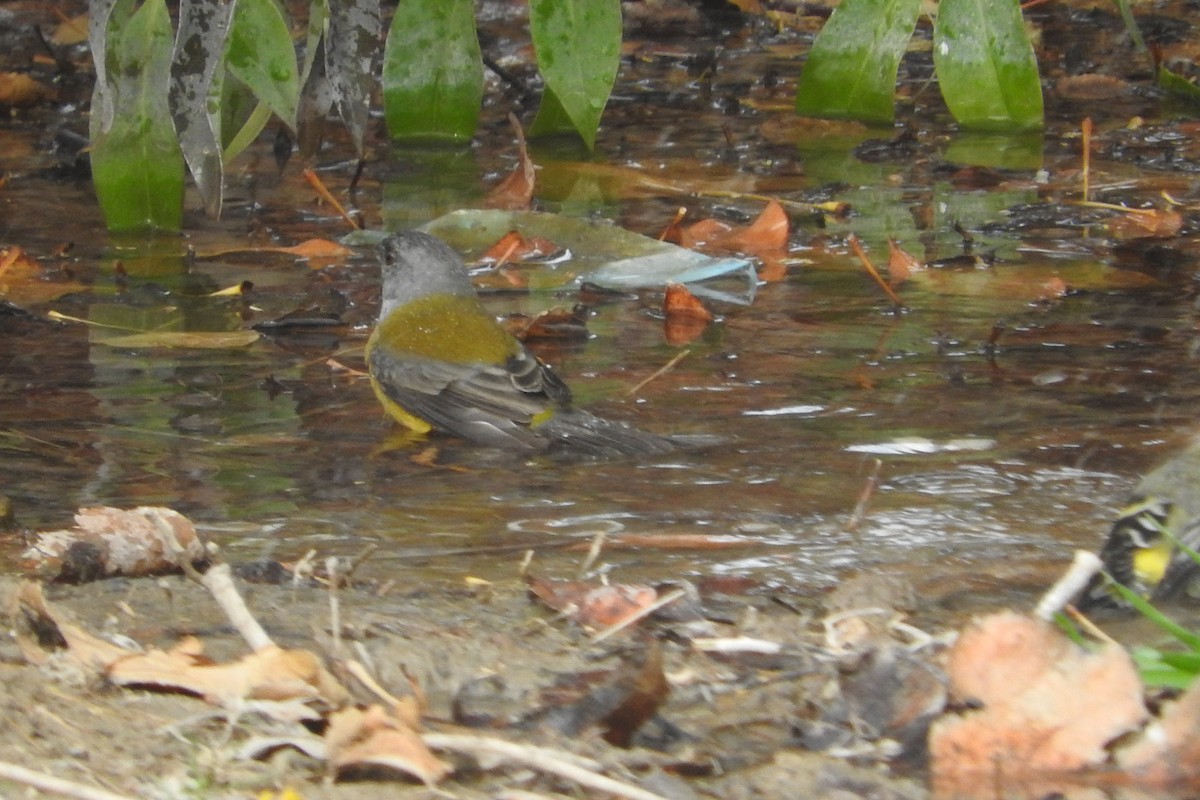 Gray-hooded Sierra Finch - ML620386569