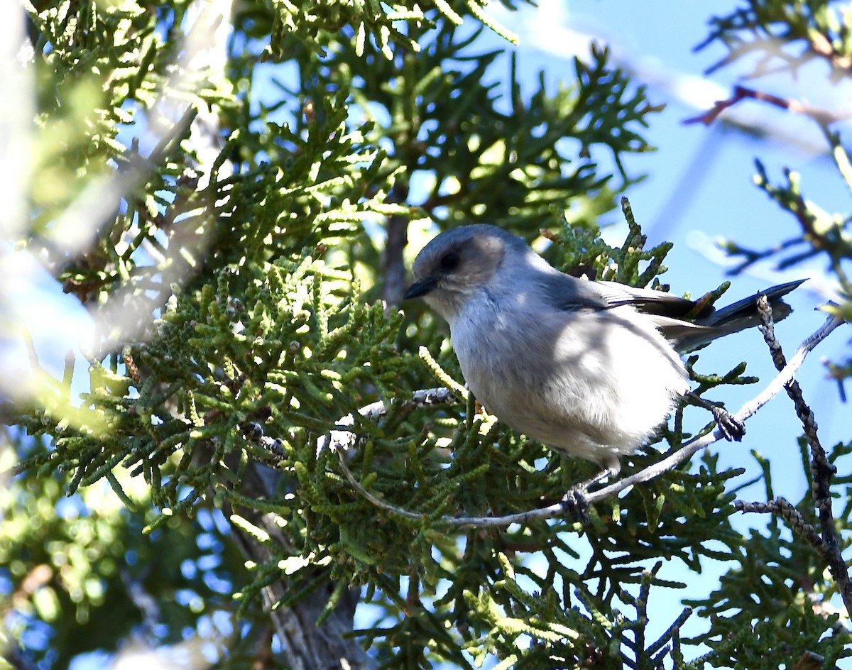 Bushtit - ML620386577