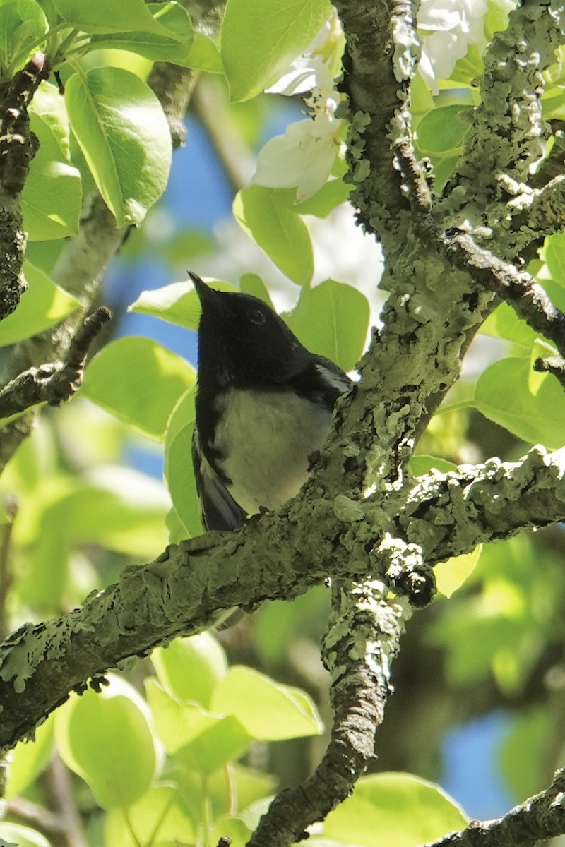 Black-throated Blue Warbler - ML620386584