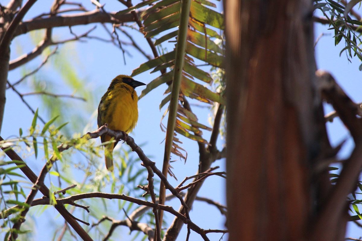 Village Weaver - ML620386586